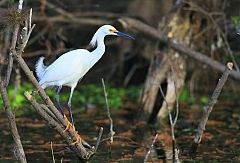 Snowy Egret